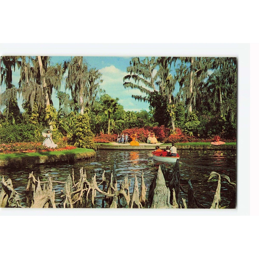 Vintage Cypress Knees Florida Cypress Gardens Postcard Curteichcolor 2DK-1168